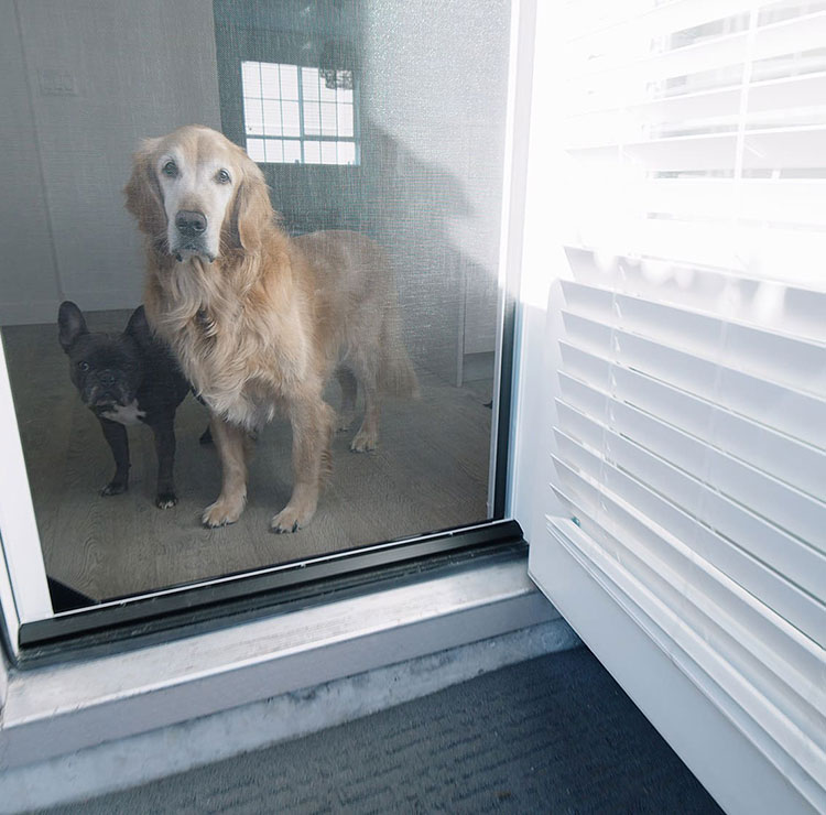 Golden Retriever and French Bulldog standing behind retractable screen door